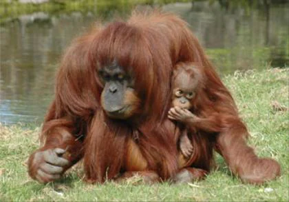 Chester Zoo