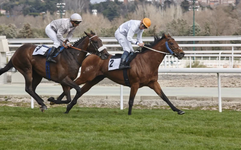 Two jockeys racing chestnut horses along a grass racecourse
